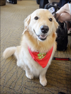 癒し犬